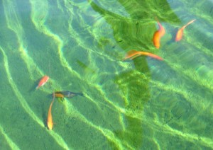 Fountain Fish