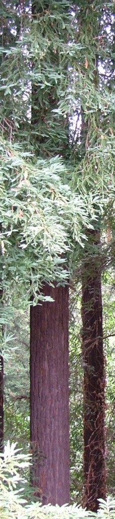 Redwoods5